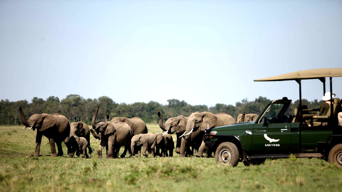 Kichwa Tembo  Masai Mara 