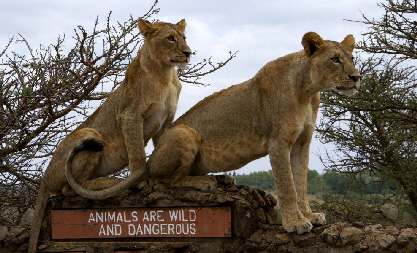 emakoko-lion_sign_0001