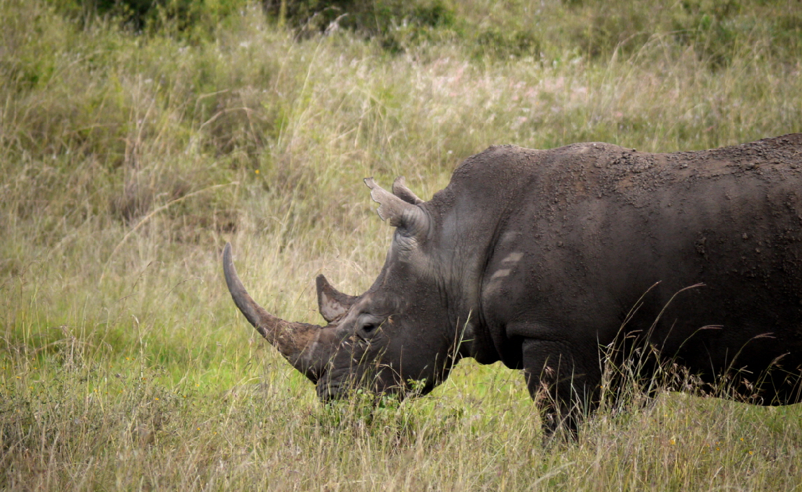 Emakoko Nairobi Nashorn 