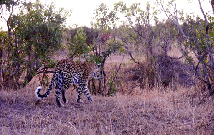 enkewacamp-masaimara-safaricamp