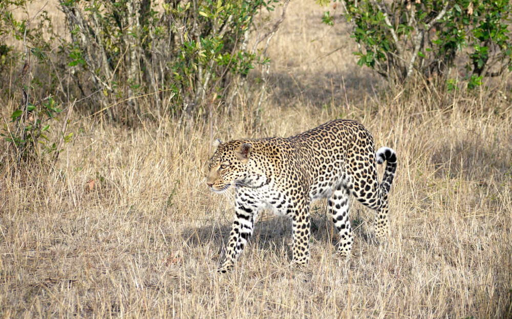 Enkewa Camp Masai Mara Leopard
