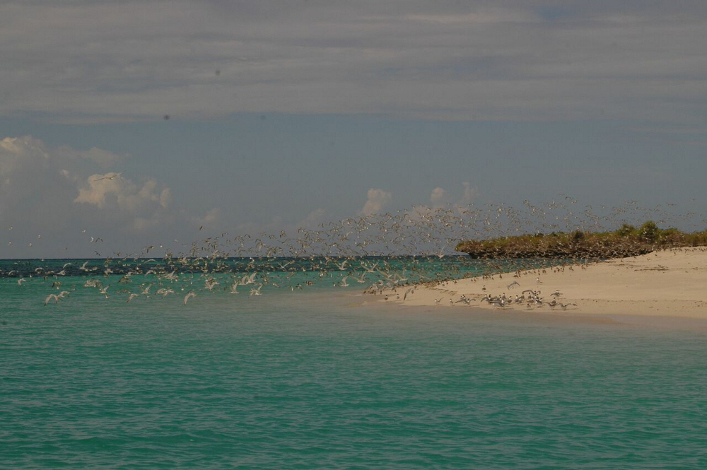 Fanjove Island Delfine Tansania 