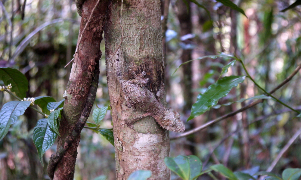 Blattschwanzgecko 