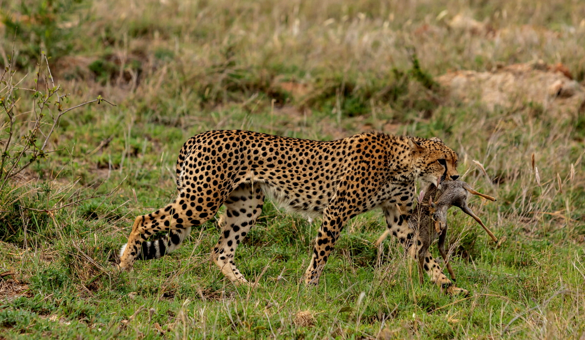 Gepard auf der Jagd,  Micha Görtz