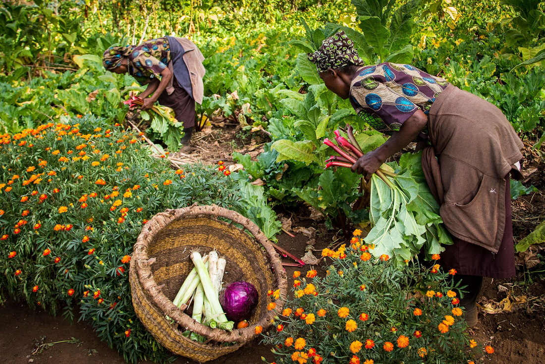 Gibbs Farm Ngorongoro der Gemsegarten