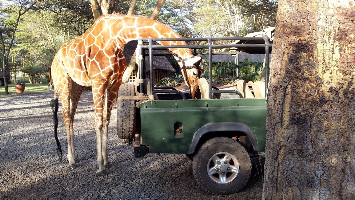 Sirikoi Lewa Downs Kenia