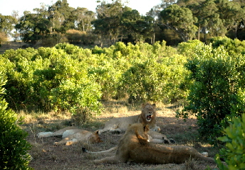 Löwenrudel  in der Masai Mara 