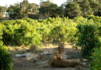 Lwenrudel  in der Masai Mara 