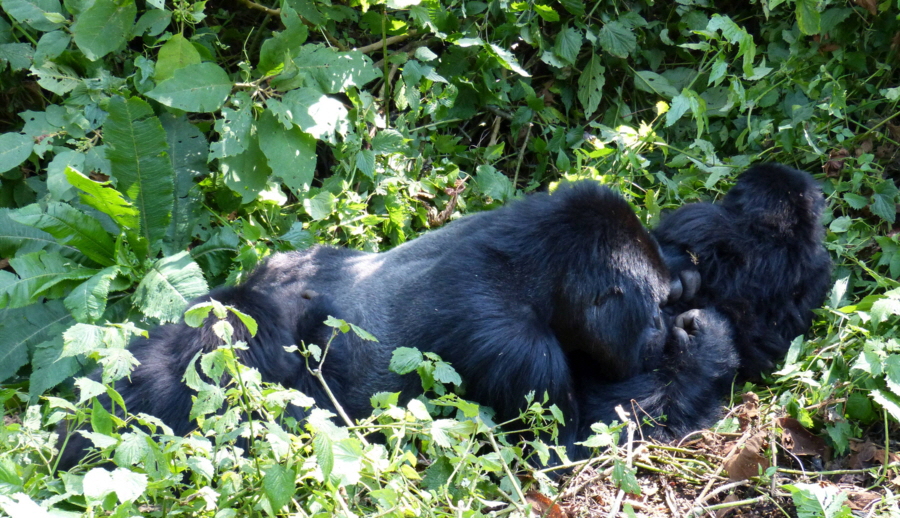 Gorilla Trecking