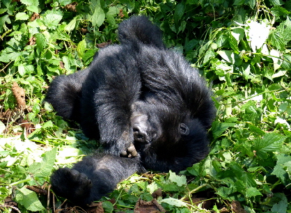 gorilla-trekking in Ruanda in den Virungas 