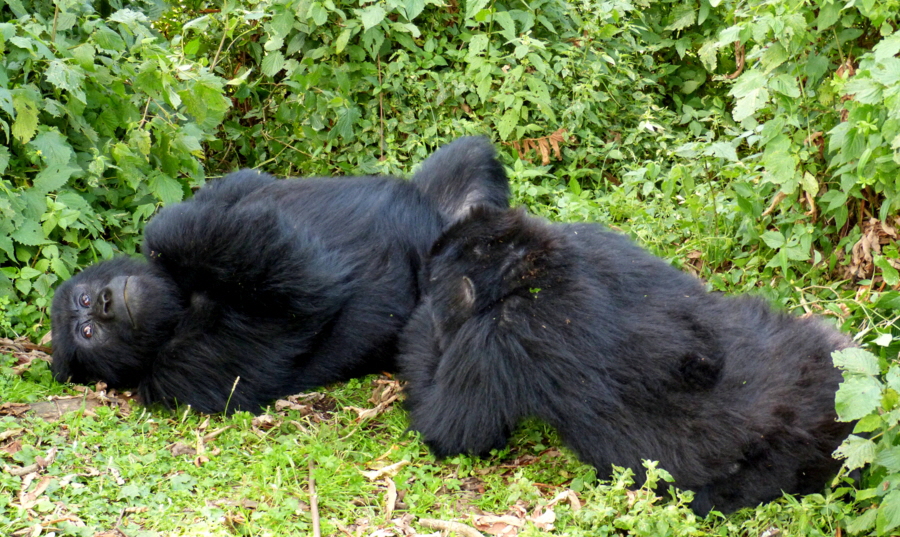 Gorilla Trecking