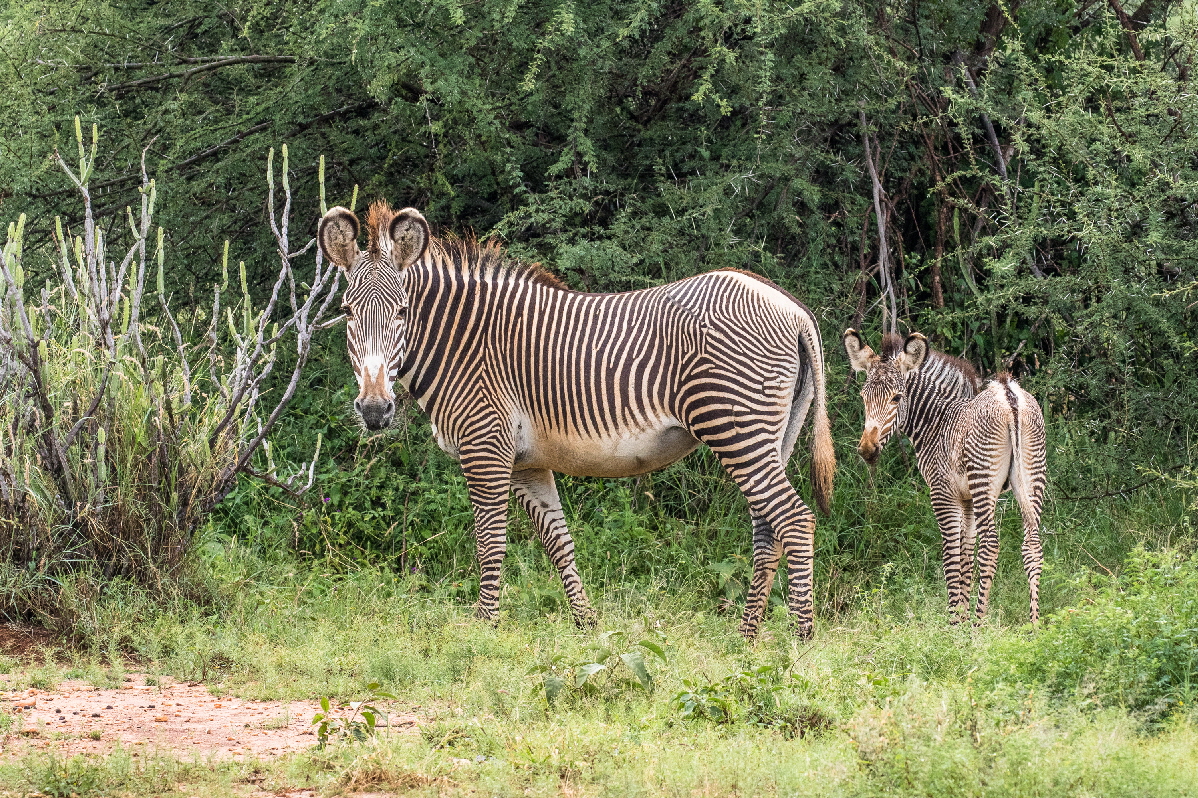 Grevy Zebras 