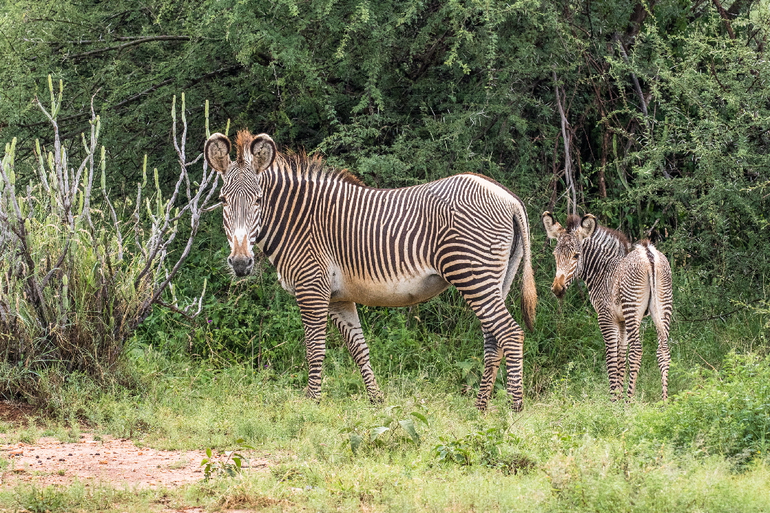 Grevy Zebras