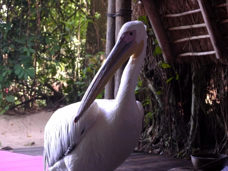 Big Bird Mahale RIP