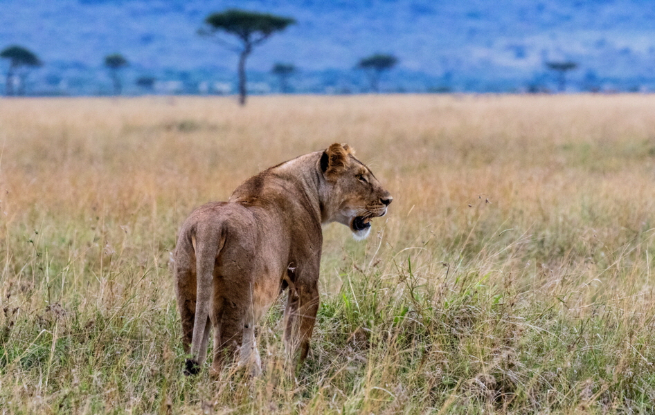 Masai Mara Löwin
