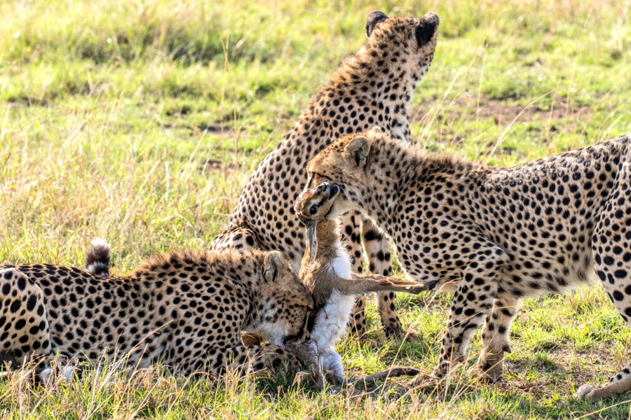 Geparden in der Mara 