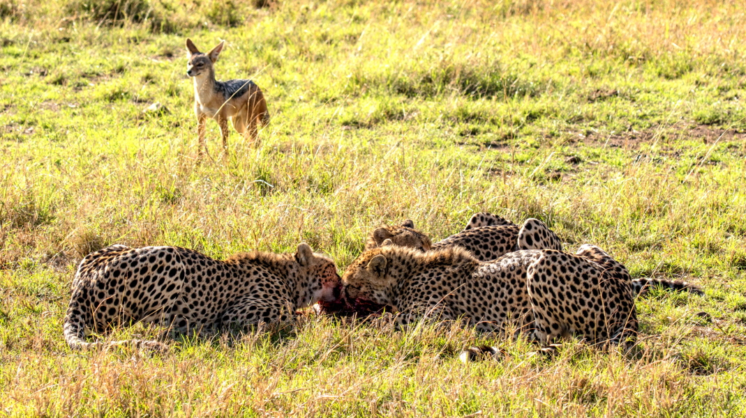 Geparden bei der  Jagd in der Mara 