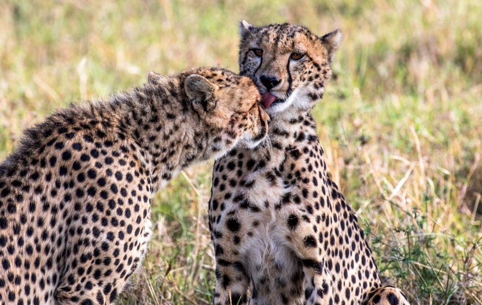 Geparden in Lewa 