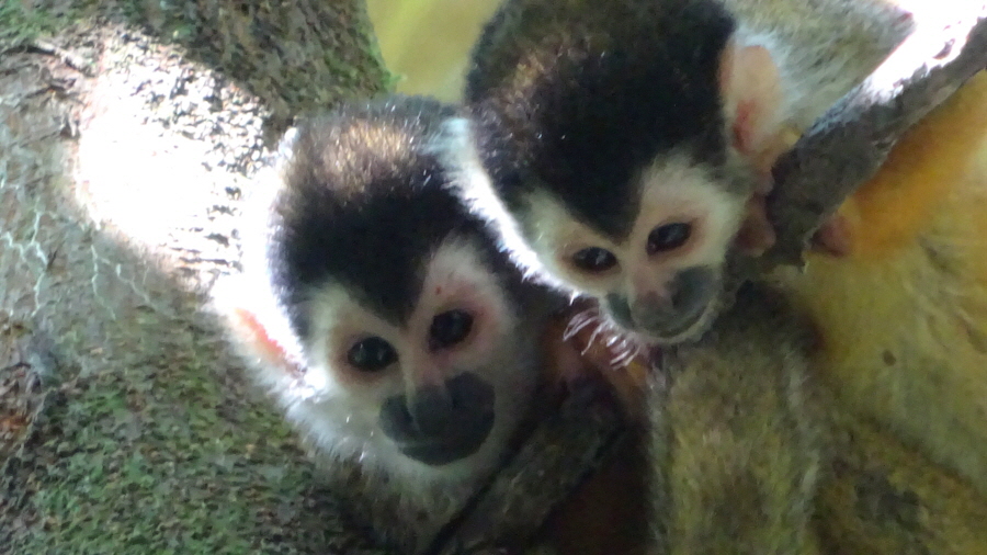 Kapuzineraffen   Osa Halbinsel