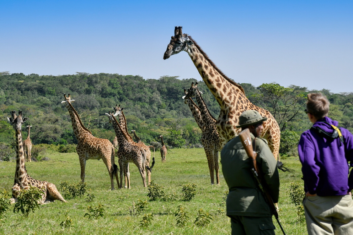 Hatari Lodge Tansania 