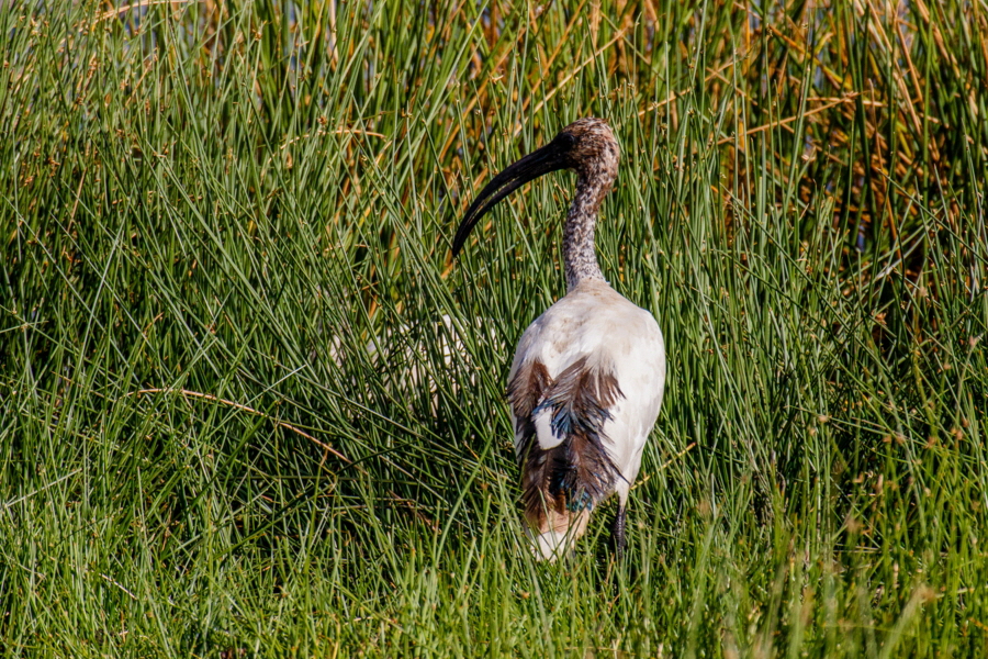 Ibis 