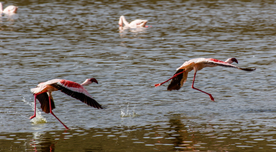 Hatari Lodge  Flamingos
