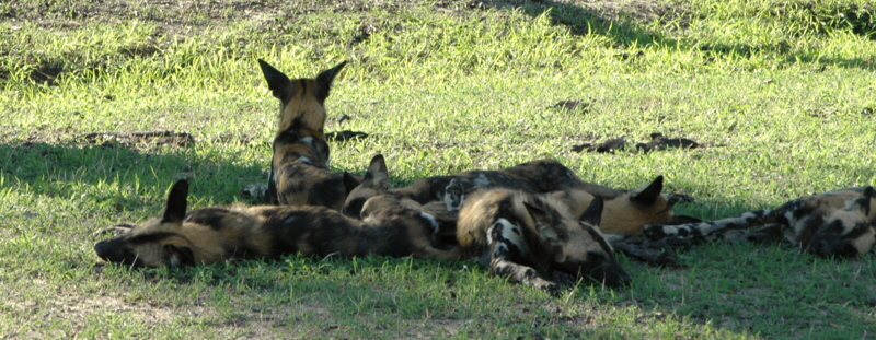 Wildhundsafari in Tansania-Nyerere Nationalpark