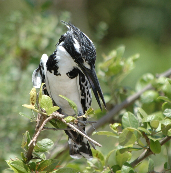 Eisvogel