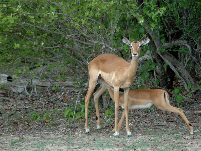 Impala Camp Selous