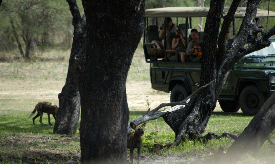 Impala Camp Selous