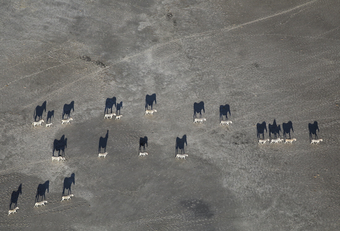 Zebras 
