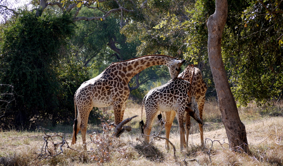 Giraffen 