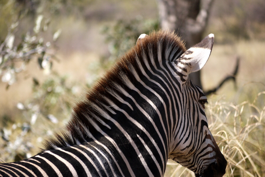 South Luangwa Sambia