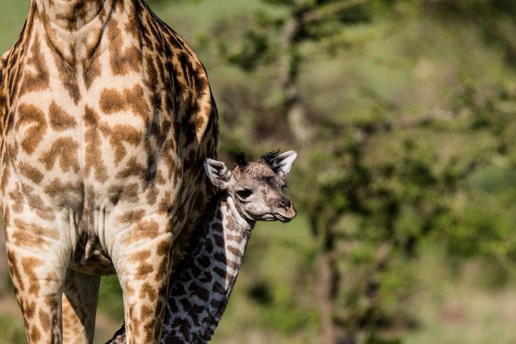 Giraffenkind  Karen Blixen Camp mara North 