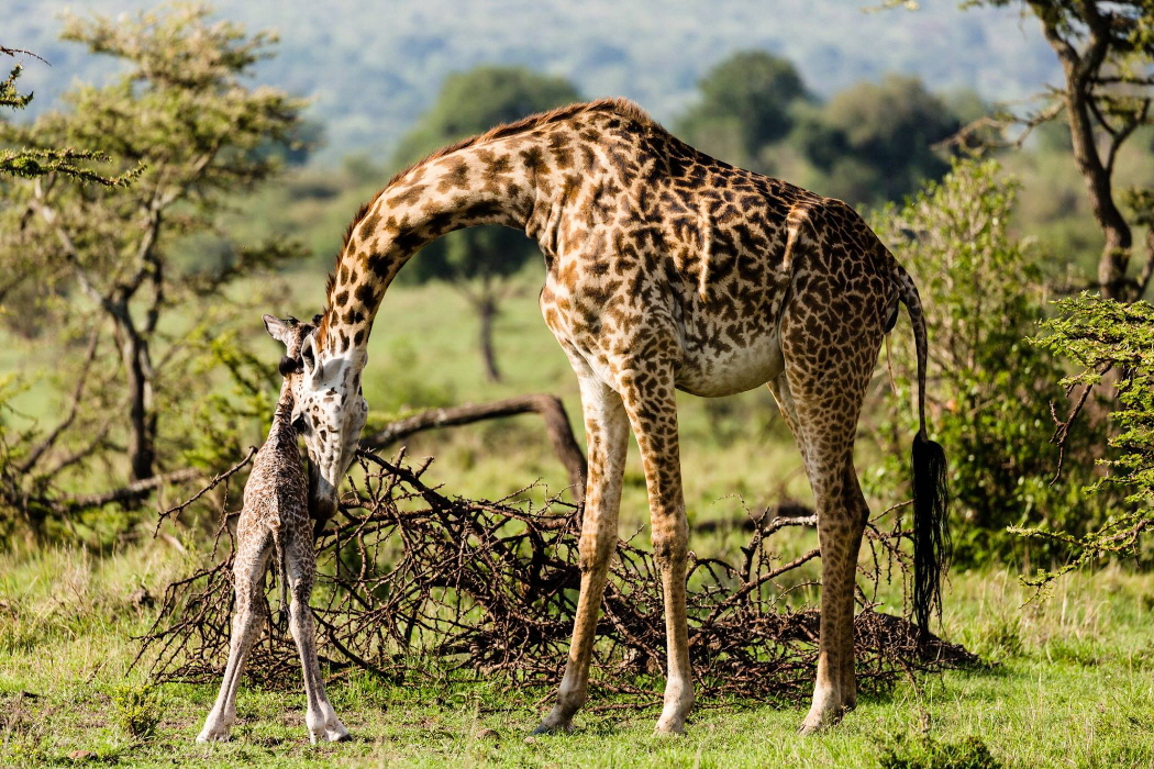 Karen Blixen Camp Giraffen