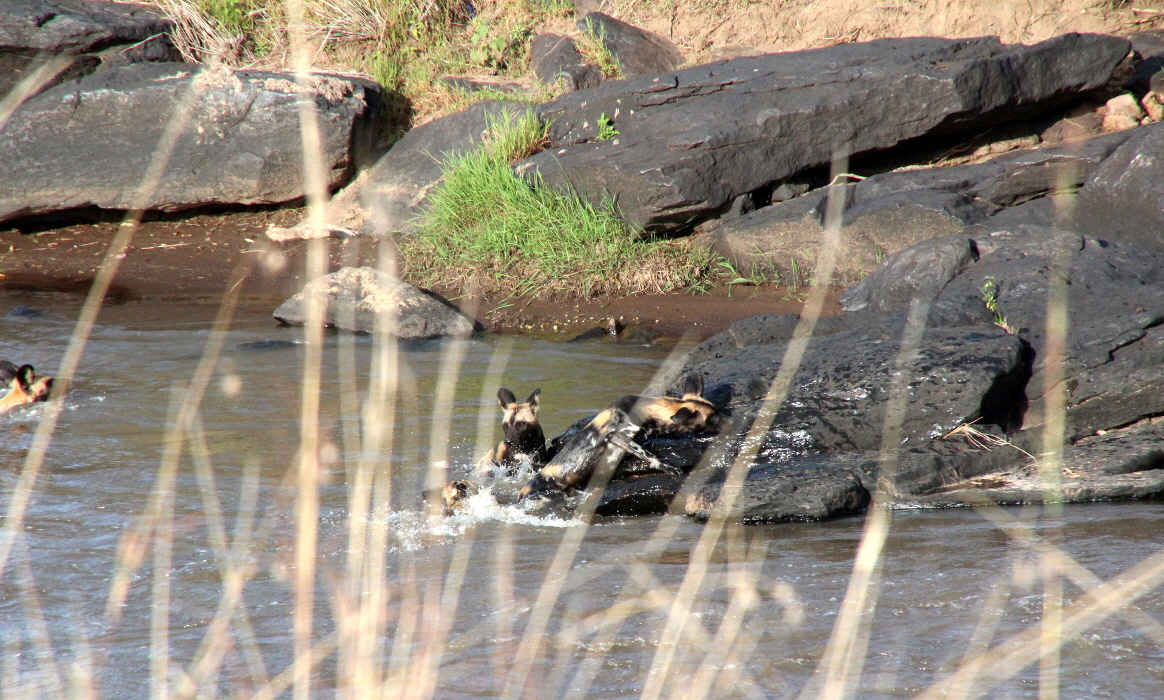 Wildhunde am Fluss Karen Blixen camp