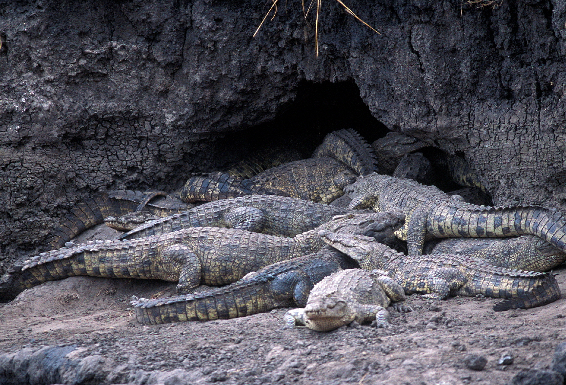 Krokodile in der Trockenzeit