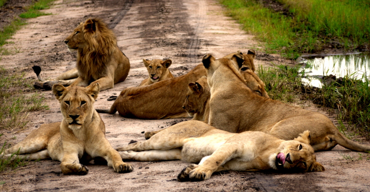Löwen Katavi 