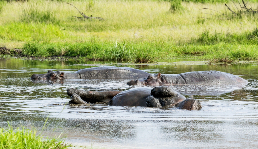 Katavi Flusspferde 