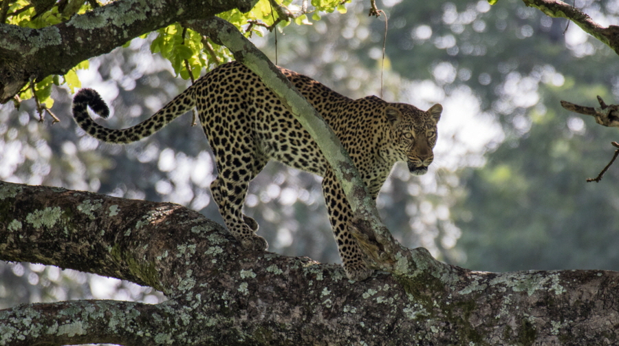 Leopard im Katavi