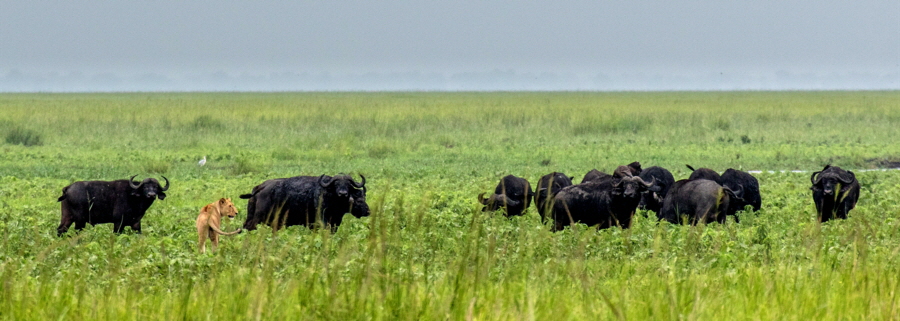 katavi-safari-tansania