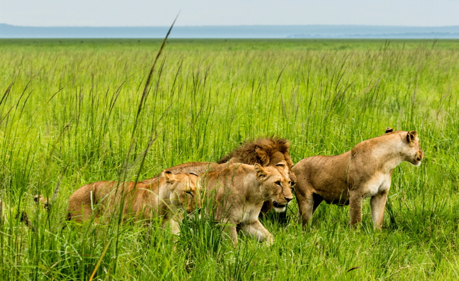 Lwenrudel Katavi Safari 