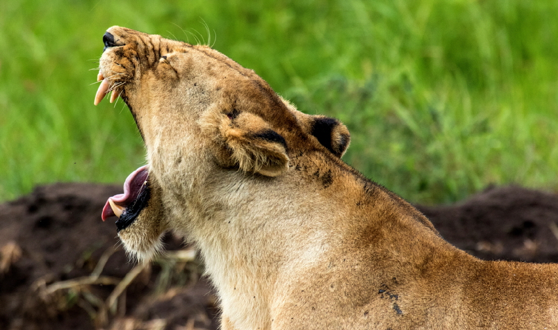 L�we im Katavi 