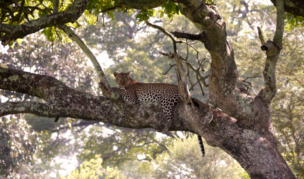 Leopard 