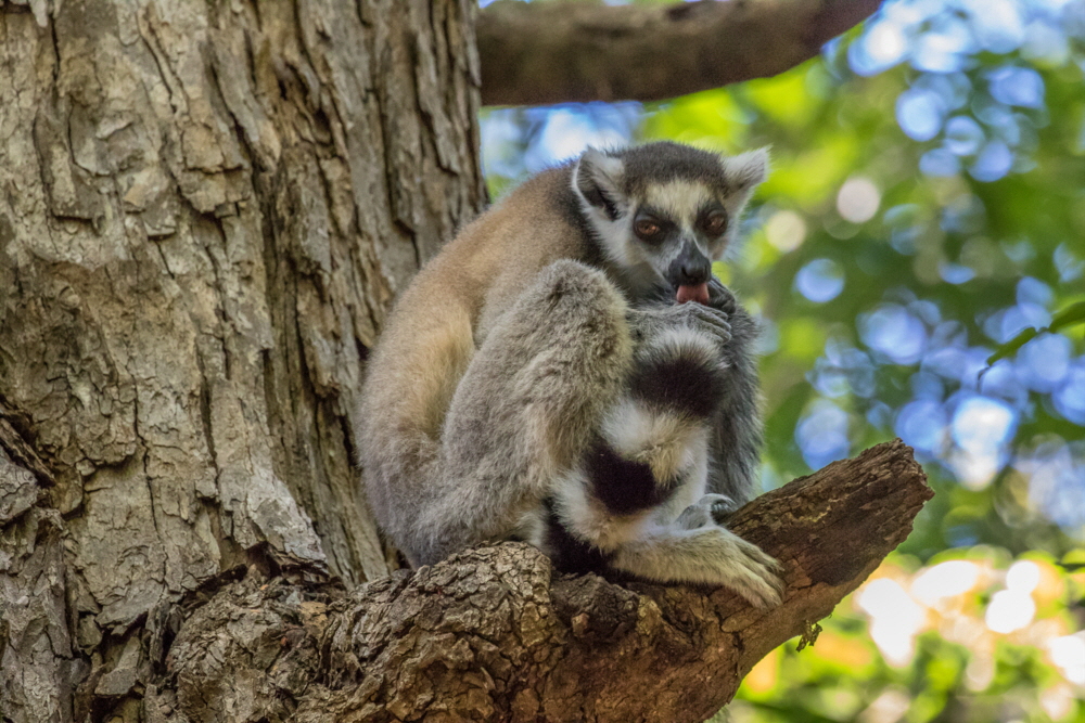 Katta Lemur