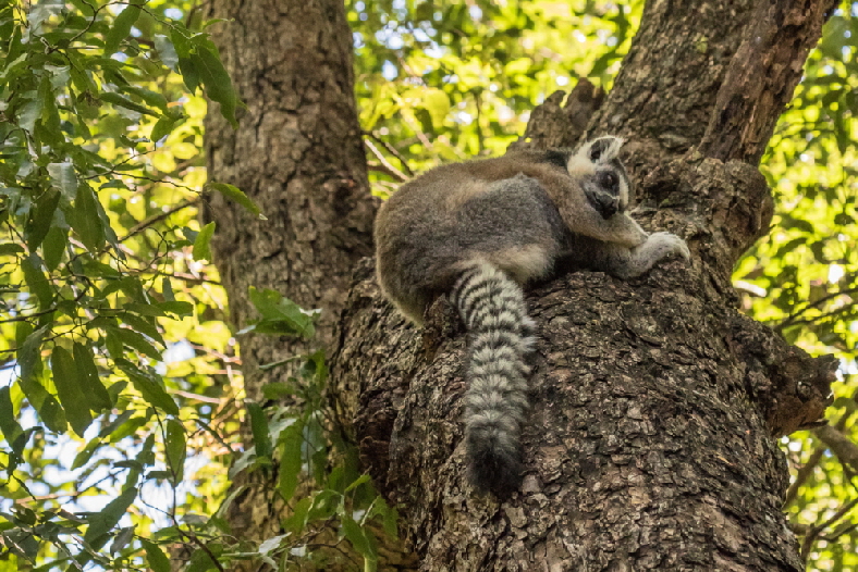 katta-lemur-traum