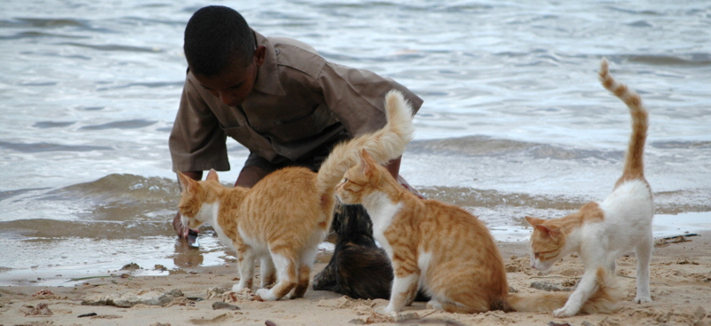 Katzen Lamu 