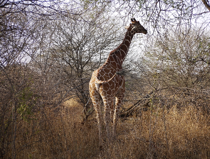 Rothschildgiraffe in Meru Kenia