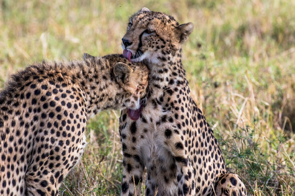 Masai Mara Geparden 
