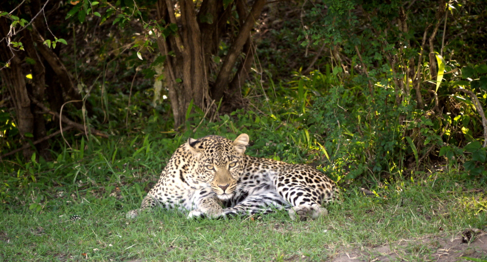 Leopard